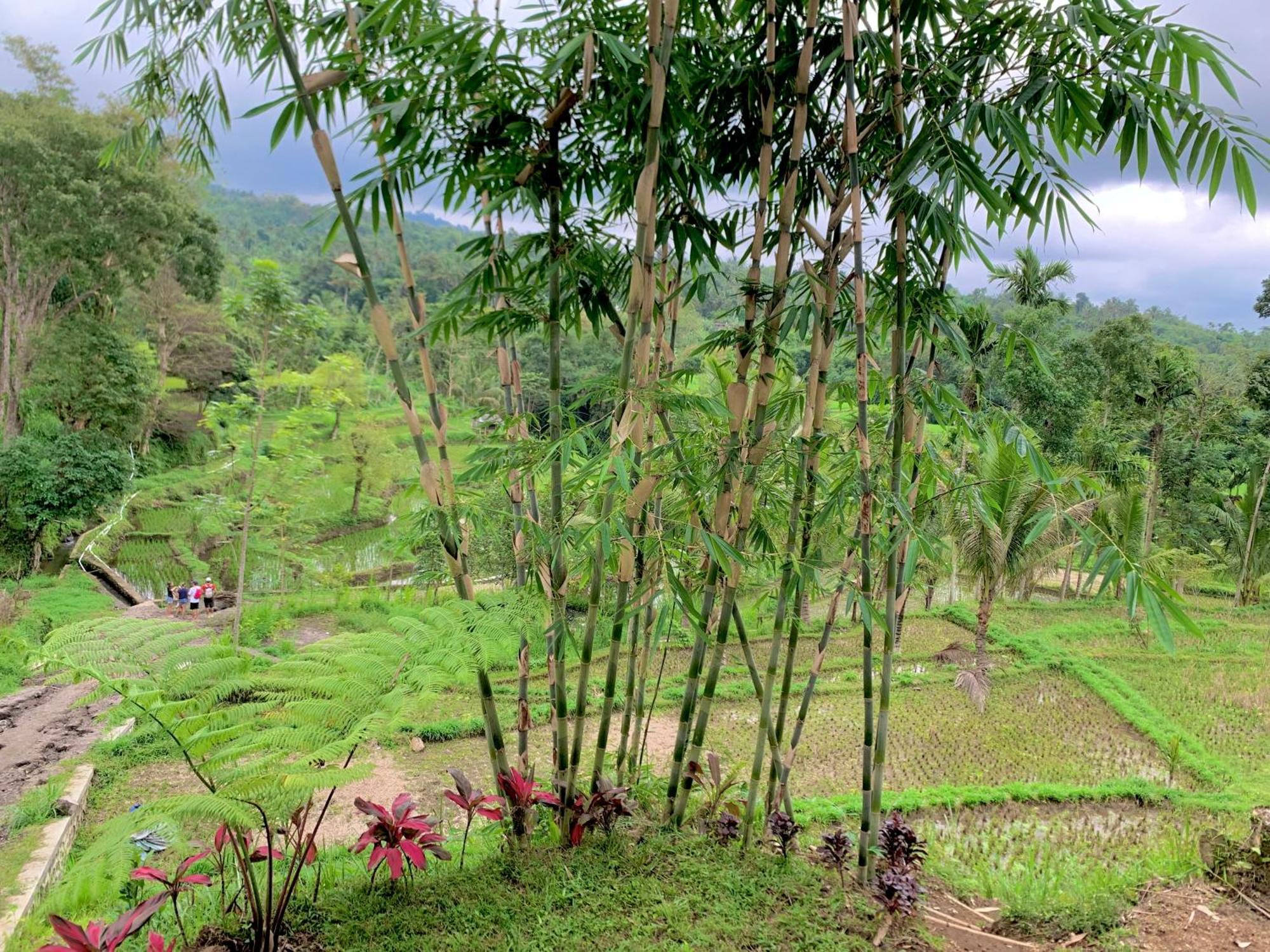 The Alam Tetebatu Bungalow & Restaurant Exteriér fotografie