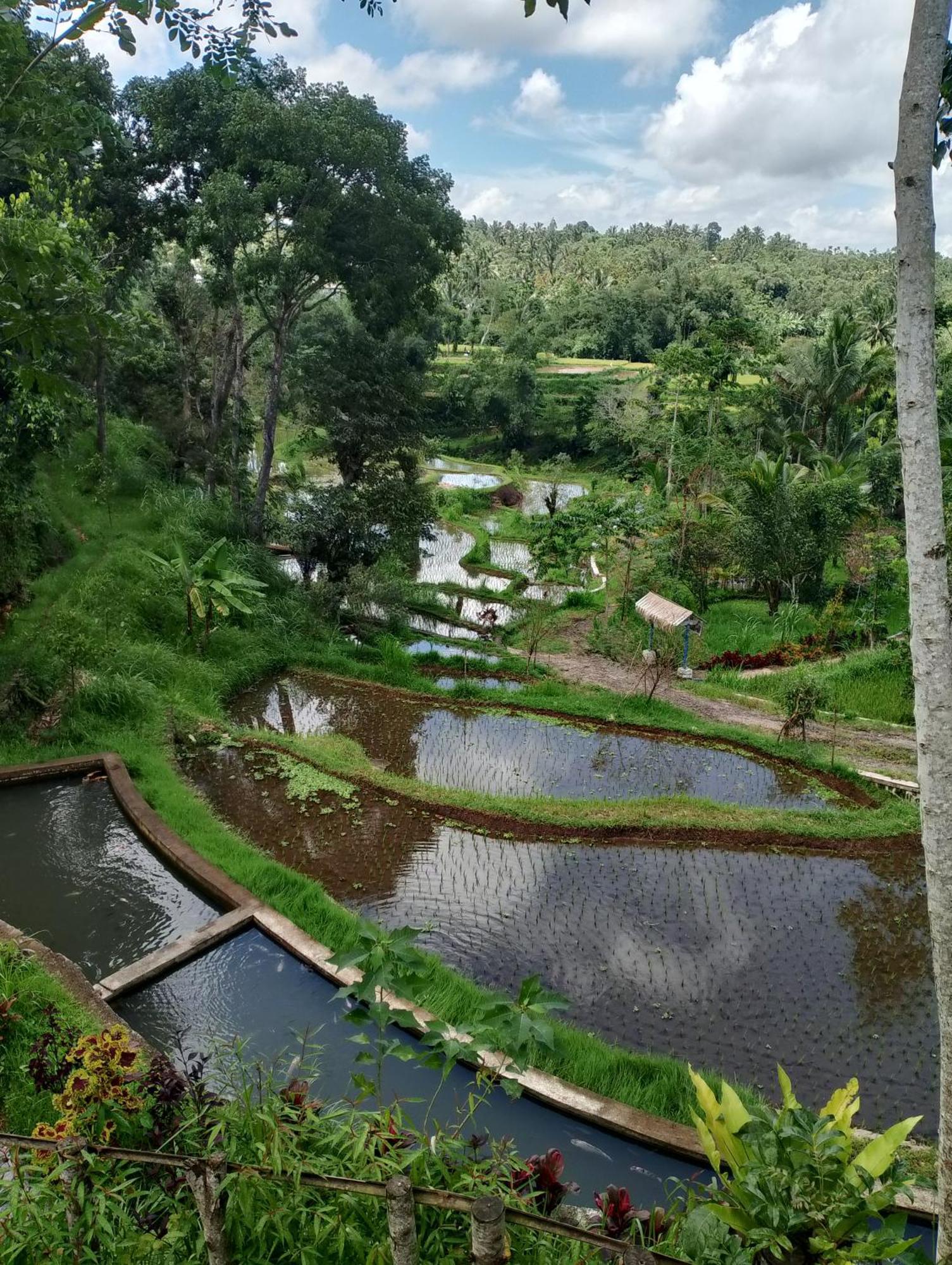 The Alam Tetebatu Bungalow & Restaurant Exteriér fotografie